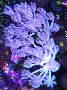 Xenia Ksenia pulsująca 6-7 krzaczków