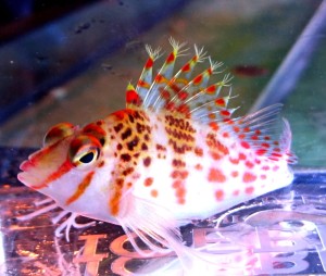 Cirrhitichthys falco żagiewka