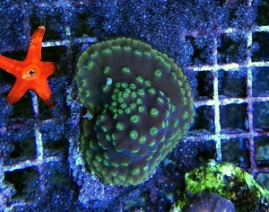 Turbinaria ok 4-5cm.