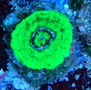 Scolymia vitiensis apple green ok 4-5cm. 