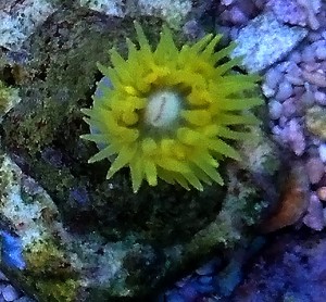 Tubastrea faulkneri yellow 1 polip