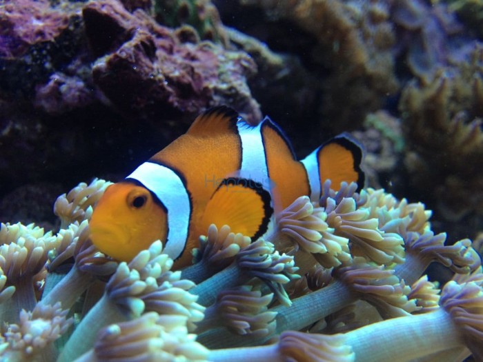 błazenek, amphiprion