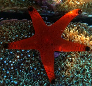 Rozgwiazda Fromia milleporella 5-6cm. 