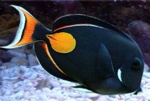 Acanthurus Achilles ok 8-9cm.