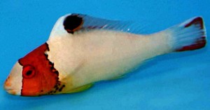 Cetoscarus bicolor papugoryba ok 10cm.