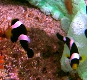 Amphiprion polymnus błazenek ok. 5-6cm. dobrana para