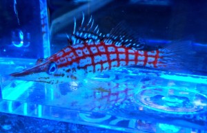 Oxycirrhites typus  żagiewka ok 7-8cm.