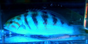 Thalassoma hardwicke wargacz ok 7-8cm.