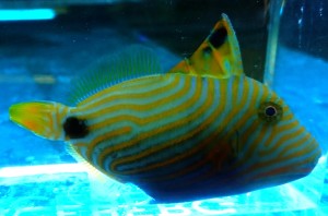 Rogatnica Balistapus undulatus  ok 4-5cm. 