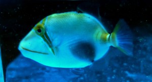 Rogatnica Rhinecanthus verrucosus   ok. 4cm. 