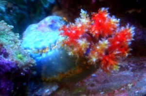 Pseudocolochirus axiologus , jabłko morskie; strzykwa  