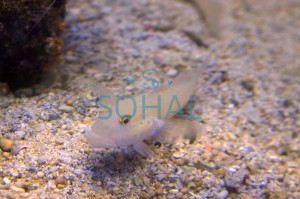 Valenciennea sexguttata - dobrana para - 5-6cm babka kopiąca 