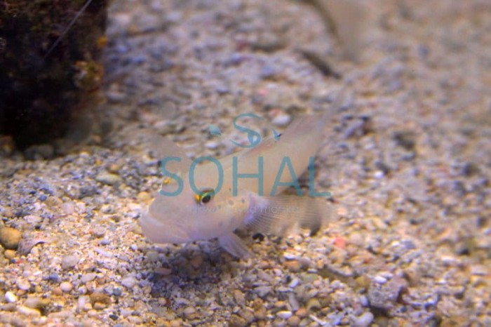 valenciennea_sexguttata_-.jpg