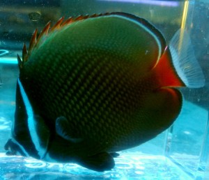 Chaetodon collare ok.5-6cm. 