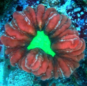 Cynarina lacrymalis  M ok 8-9cm.