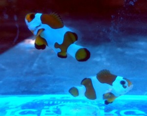 Amphiprion Ocellaris Platinum Variation - Błazenek ok 4-5cm.