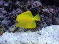 zebrasoma_flavescens.jpg