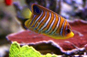 Pygoplites diacanthus 7 cm