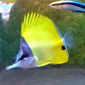 Forcipiger longirostris ok.7-8cm