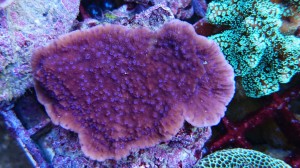 Montipora efflorescens - talerzowa fiolet ok 5cm.