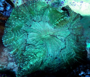 Acanthophyllia green XL ok 20 cm. 