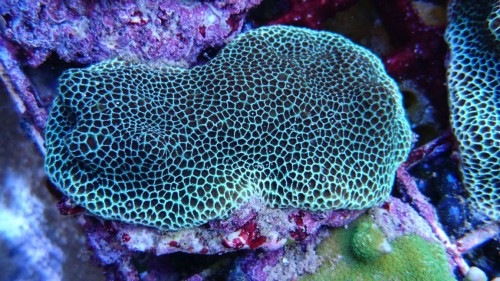 Porites 01.jpg