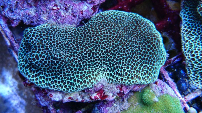 Porites 01.jpg