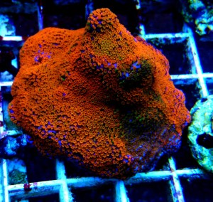 Montipora superman/danae/rainbow  