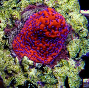 Montipora superman/danae/rainbow 