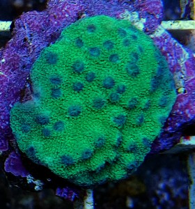 Cyphastrea