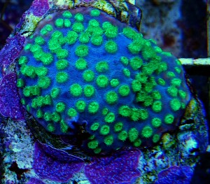 Cyphastrea fluo