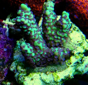Montipora peltiformis