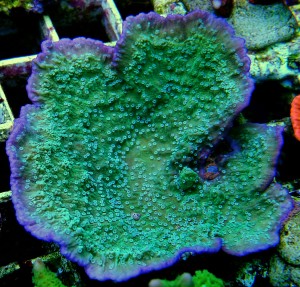 Montipora delicatula zielona fioletowy rant - talerzowa ok 6 cm.