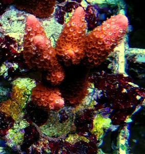 Montipora digitata czerwona 