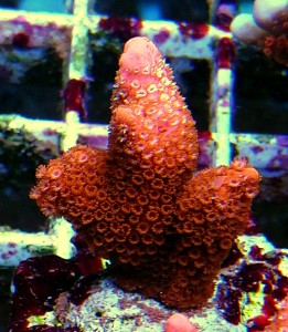 Montipora digitata czerwona 