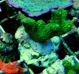 Montipora digitata zielona 