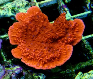 Montipora talerzowa czerwona ok 8-9cm. 
