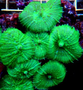 Rhodactis fluo 1 grzybek 