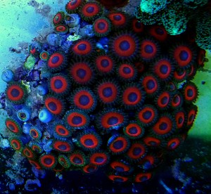 Zoanthus ok 10 polipów