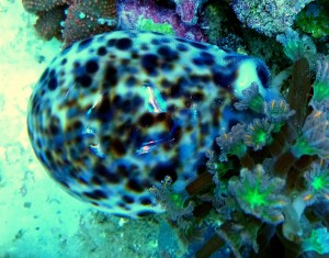 Cypraea tigris ślimak porcelanka ok 5-6cm.   