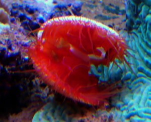 Limaria orientalis electric małż ok. 4-5cm.  