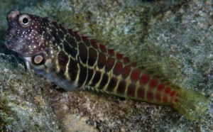 Salarias segmentatus ok  6cm.