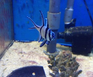 Pterapogon Kauderni  ok 3-4cm. Apogon Kardynał