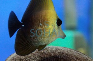 Zebrasoma  scopas S 5-6cm. 