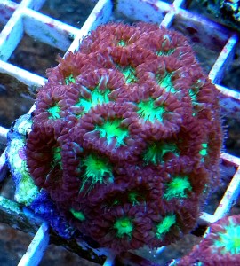 Blastomussa merletti