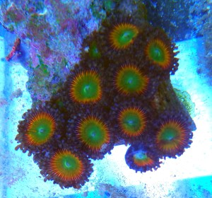 Zoanthus tinkerbell