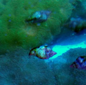 Columbella Ślimak 5 szt ok 1 cm. 