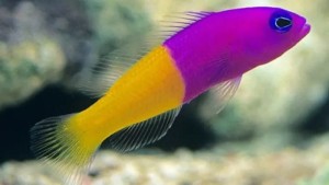 Pseudochromis paccagnellae