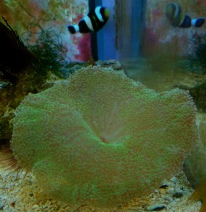 Ukwiał dywanowy Stichodactyla