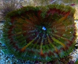 Ukwiał Stichodactyla  tapetum